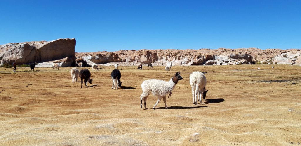 20190807 105259 1024x498 Sud Lipez, Salar dUyuni, Tupiza : Roadtrip en Bolivie